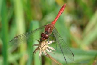 Sympetrum vulgatum - Gemeine Heidelibelle